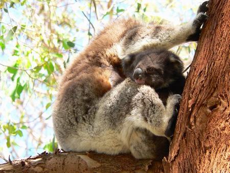 Koala met kleintje