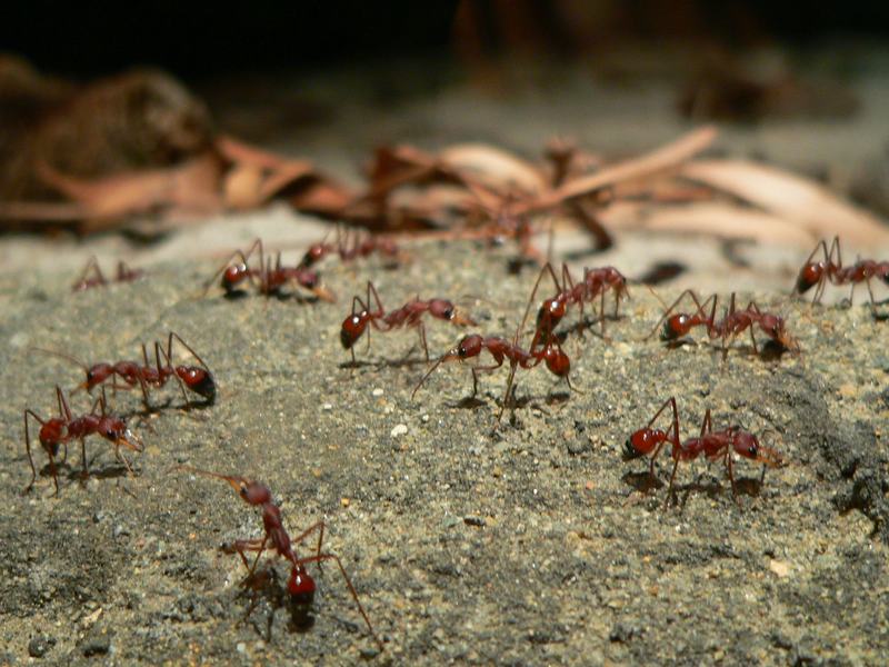 Killer ants